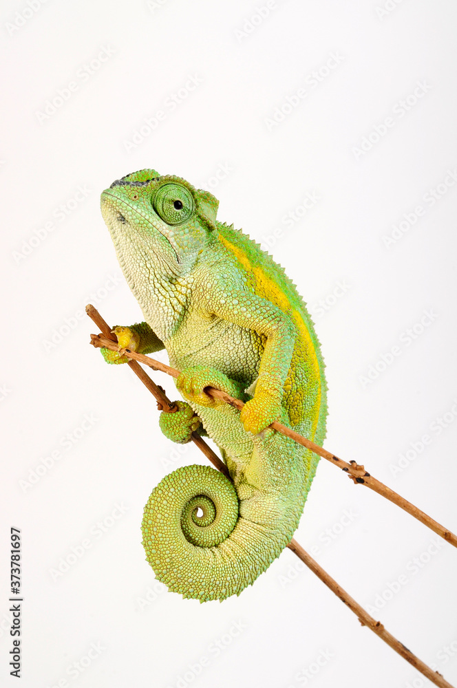 Poster coarse chameleon / Raues Bergchamäleon (Trioceros rudis)