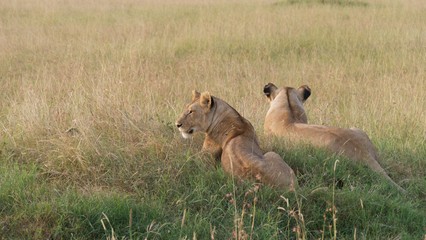 Lion and lioness waiting for dinner