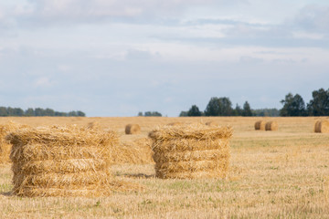 Fototapeta premium Field with straw bales after harvest on a background cloudy sky