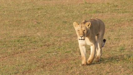 Fototapeta premium Lion and lioness waiting for dinner