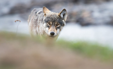 Obraz premium Grey wolf in the wild