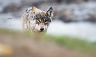 Grey wolf in the wild - 373781695