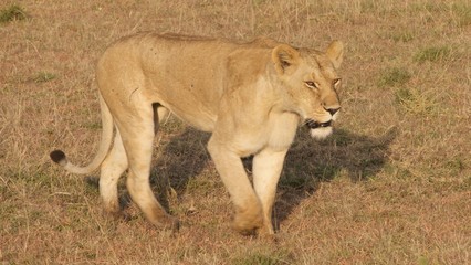 Naklejka premium Lion and lioness waiting for dinner