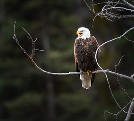 Bald eagle in the wild