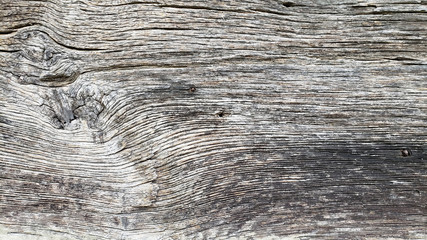 old tree background closeup