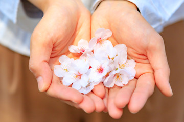 Obraz na płótnie Canvas 桜の花を持つ女性の手