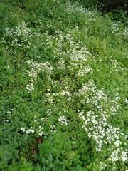 green moss background