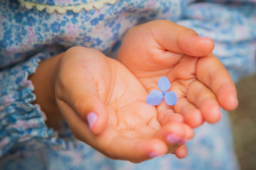 子供の手の中の小さなかわいい花