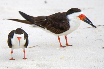 Black skimmer