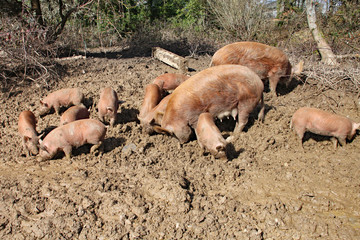 Pigs forage around in brown sticky mud