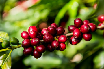 Closeup of branch with red Brazilian coffee fruits hanging on the plant during production harvest. Fair trade storytelling concept.