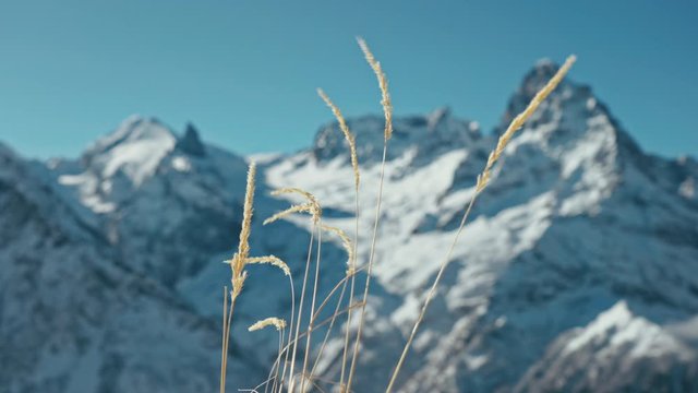 Snow capped mountains on a blue sky in sunny weather through the grass