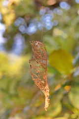 autumn leaves hanging on spider web