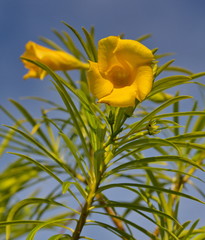 yellow  flower against the blue sky