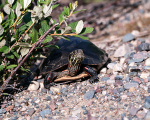 Turtle photos. Painted turtle stock photos. Picture. Portrait. Image. Painted turtle close-up profile view on gravel, displaying turtle shell, legs, head in its habitat and environment. 