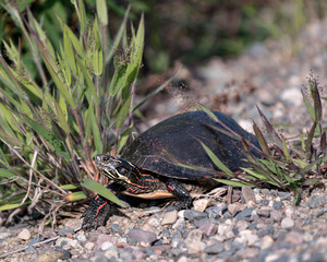 Turtle photos. Painted turtle stock photos. Painted turtle close-up profile view on gravel, displaying turtle shell, legs, head in its habitat and environment. Picture. Portrait. Image.