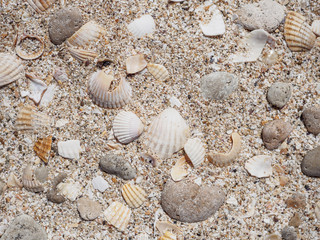 Top view of seashells on the sand on a sunny day. Natural background of marine nature. Sea vacation concept. Copy space. Flat lay.