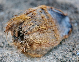 coconut on the beach