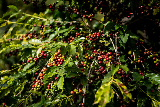 Closeup of branch with dark and red Brazilian coffee fruits hanging on the plant during production harvest. Fair trade storytelling concept.
