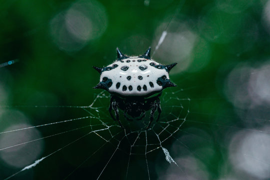 Closeup shot of female spiny-backed orb-weaver