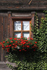 finestra con edera e gerani a Sarentino (Bolzano)