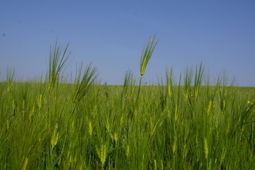 Fototapeta premium 한국의 들판