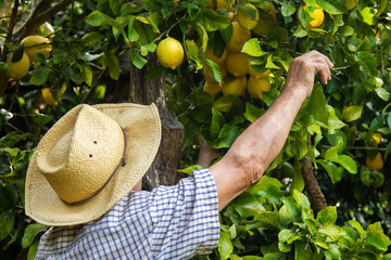 farmer harvesting lemons in the field