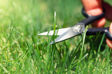 Close-up detail view of man hand cutting green grass on backyard garden with small nail scissors on bright summer sunny day. Accurate perfect lawn mowing care maintenance and service concept - obrazy, fototapety, plakaty