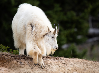 Fototapeta premium Mountain goats in the spring