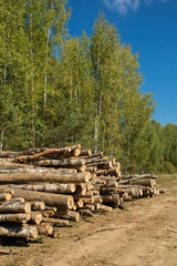 The felled trees folded near the forest. Sawmill and Woodworking Industry
