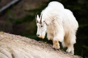 Obraz premium Mountain goats in the spring