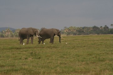 Fototapeta premium Zebras migrating to green lands 