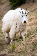 Obraz premium Mountain goats in the spring