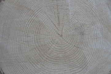 Naklejka premium Wood Grain