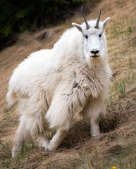 Obraz premium Mountain goats in the spring