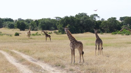 Giraffes migrating to green lands
