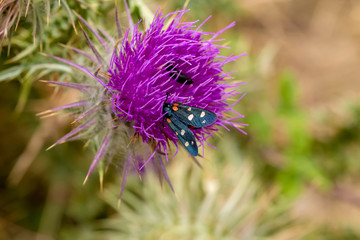 The butterfly (Zygaena sogdiana) close-up