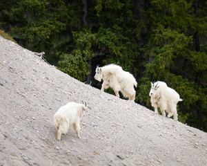 Obraz na płótnie Canvas Mountain goats in the spring