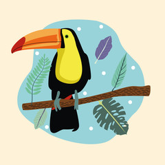 beautiful wild toucan bird scene