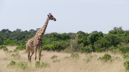 Giraffes migrating to green lands
