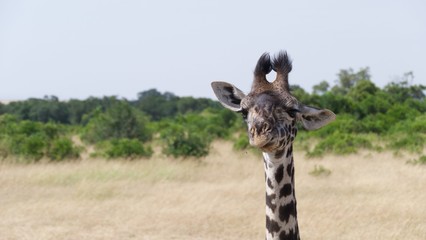 Giraffes migrating to green lands
