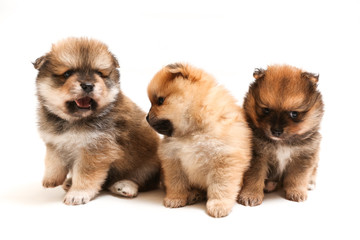 Fototapeta premium three spitz puppies is on white background