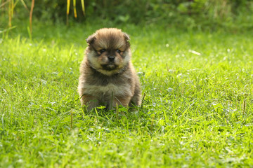 Naklejka na ściany i meble spitz puppy is on lawn grass outdoor close up with copy space