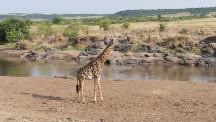 Fototapeta na wymiar Giraffes migrating to green lands 