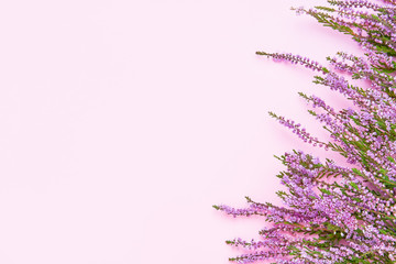 A border of Pink Common Heather flowers on a pink backdrop.  Copy space, top view.