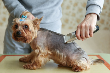 dog grooming close up. groomer's hands working with hair clipper  - obrazy, fototapety, plakaty