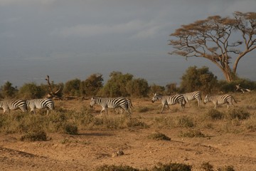 Fototapeta na wymiar Zebras migrating to green lands