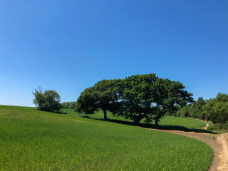 trees in the park