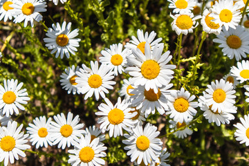 Fototapeta premium daisies in the garden