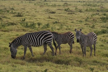 Fototapeta na wymiar Zebras migrating to green lands
